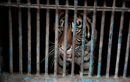 Hai con hổ Sumatra mắc COVID-19 đã khỏi bệnh