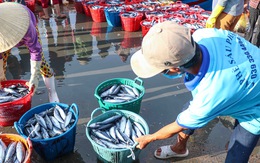 Đã mắt hình ảnh ngư dân Ninh Thuận bất ngờ trúng lớn mùa cá nam