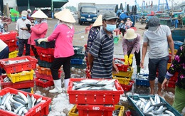 Tôm cá biển Phan Thiết rộ mùa cá nam rẻ rề mà bán không được