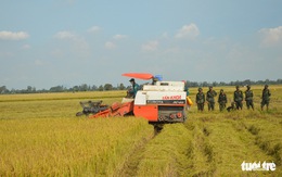ĐBSCL còn 690.000 ha lúa hè thu chưa thu hoạch