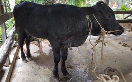 Bệnh viêm da nổi cục ở bò bùng phát tại Tiền Giang