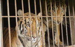 Nghệ An 'nóng ruột' hướng xử lý 9 con hổ thu từ nhà dân, nuôi tốn 20 triệu đồng/ngày