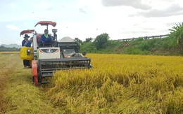 Các tỉnh miền Tây tìm cách khẩn trương gỡ đầu ra cho lúa gạo