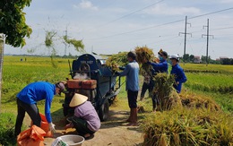 Gần 1.000 đoàn viên, thanh niên giúp dân thu hoạch lúa mùa tránh bão số 5