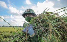 Những người lính trẻ 'đội nắng', vượt màn đêm gặt lúa cho bà con vùng cách ly y tế