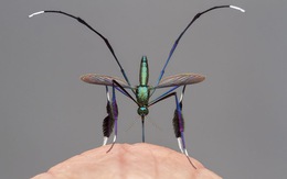 Loài muỗi đẹp nhất thế giới được giới nhiếp ảnh gia săn đón