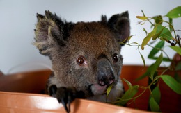 Thiên tai 'cướp' mất 30% gấu túi koala ở Úc chỉ trong 3 năm