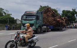 Di dời 'cụ đa' 200 tuổi nặng trên 120 tấn