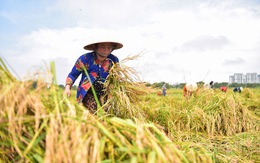 Gặt lúa, bắt cá mưu sinh giữa TP.HCM trong mùa dịch