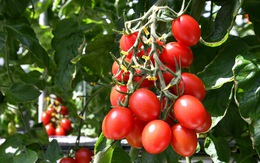 Cà chua chỉnh sửa gien giúp giảm căng thẳng và sợ hãi