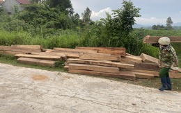 5,45m3 gỗ hộp giấu trong nhà, vườn của nhân viên bảo vệ rừng
