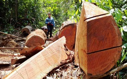 Quảng Nam: Không tận dụng gỗ khi làm đường, chỉ cho người dân dùng làm nhà