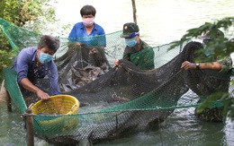 Bộ đội về thôn quê giúp nông dân vác lúa, bắt cá, giao sách giáo khoa cho học sinh