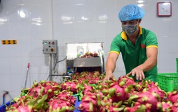 Đồng Nai xuất khẩu 95 tấn trái cây sấy dẻo sang các thị trường lớn