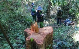 Truy tố 40 người liên quan vụ phá rừng tại Khu bảo tồn thiên nhiên Ea Sô