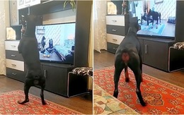 Chú chó xem ti vi rồi bắt chước tập thể dục