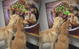 Hai chú chó thi nhau ăn đùi gà trong tivi