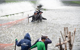 Hội thảo 'Gỡ khó để thủy sản Việt Nam vươn lên tốp đầu thế giới'