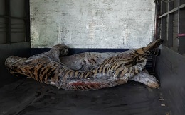 Chuyển xác 9 con hổ ở Nghệ An về Bảo tàng Thiên nhiên Việt Nam