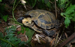 Phát hiện nhiều loài rùa quý hiếm tại Khu bảo tồn thiên nhiên Pù Hu