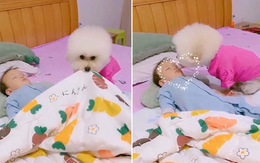 Chú cún cẩn thận kéo chăn đắp cho cậu chủ ngủ