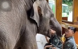Nhân viên sở thú đang ăn chuối thì bị voi con trấn lột