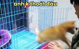 Chú chó đòi chàng trai mua mình về nuôi