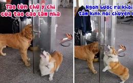 Corgi và Golden đấu võ mồm bên cửa kính