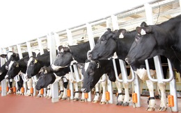 TH True MILK: Trang trại chăn nuôi bò sữa tốt nhất Việt Nam