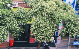 Kiến nghị di dời hàng cây hoa sữa đường Nguyễn Chí Thanh vì mùi hương quá nồng