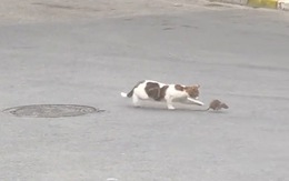 Chuột khổ sở khi bị mèo vờn