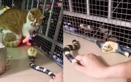 Mèo tát bay đầu rắn hổ mang nhựa khi bị sen hù