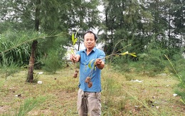Hàng trăm cây trồng giặm tại rừng phòng hộ ở Thanh Hóa bị nhổ bỏ