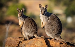 Australia ngăn chặn 'cuộc khủng hoảng tuyệt chủng' các loài động vật hoang dã