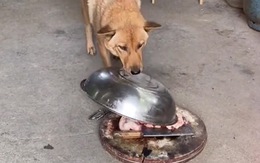 Chú chó lấy lồng bàn đậy tảng thịt khi chủ nhờ trông