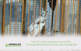 Cuộc thi ‘Lan tỏa năng lượng tích cực 2022’: Chi hàng tỉ đồng để bảo tồn chim chào mào đột biến