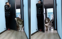 Husky chơi trốn tìm cố tình không thấy để sen vui