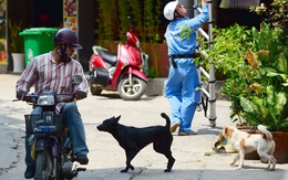 'Săn' chó thả rông ở TP Thủ Đức: Cần nhanh chóng nhân rộng nhiều nơi