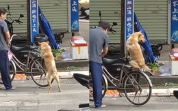 Chú chó ngồi xe đạp như em bé khi được ông chủ chở đi chợ