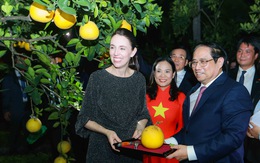 Thủ tướng Phạm Minh Chính hái bưởi Diễn tặng Thủ tướng New Zealand Jacinda Ardern