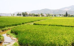Nha Trang quy hoạch mới, không còn đất trồng lúa, nuôi thủy sản