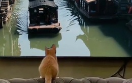 Mèo u đầu vì nhảy lên thuyền trong tivi