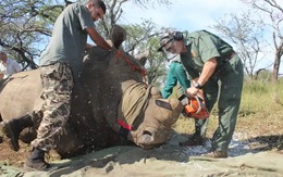 Bị săn trộm, tê giác 'thu ngắn' sừng để sống sót?