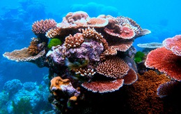 Australia 'giúp' rạn san hô Great Barrier chống chọi biến đổi khí hậu