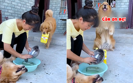 Chú chó lấy tô đựng cơm nhờ cô chủ rửa
