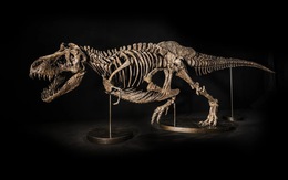Hủy đấu giá hóa thạch bộ xương khủng long T-rex ở Hong Kong (Trung Quốc)
