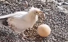 Chim gắp đá đập trứng để ăn