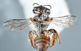 Loài ong mới kỳ lạ với khuôn mặt như 'mõm chó'
