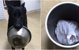 Chú chó giận hờn vì sen quên mình bỏ đồ ăn thừa vào sọt rác