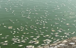 Hàng tấn cá chết trắng hồ điều hòa ở Hải Phòng, nghi nước bị nhiễm mặn